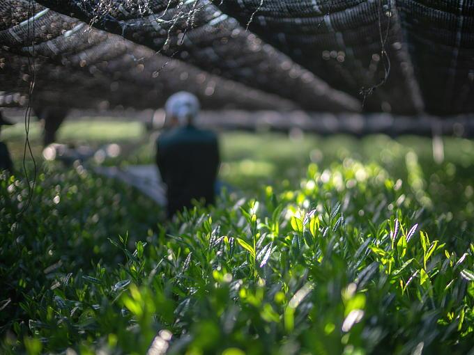 Japanese matcha tea leaves growing under shade nets on  a traditional matcha farm in Japan — Matchakai UAE